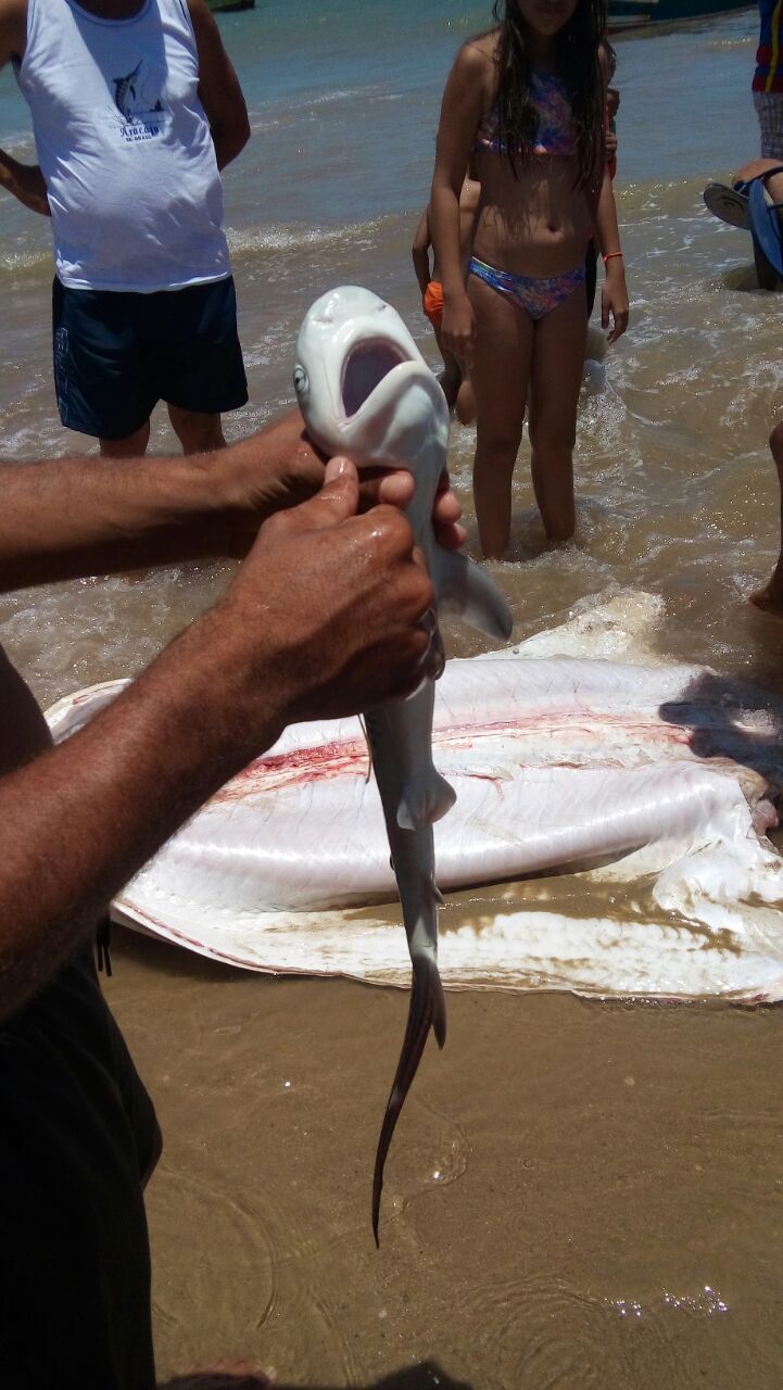 Vídeos mostram tubarões na praia do Pontal do Peba - Alagoas 24 Horas