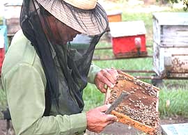 Mais de 20 produtores de mel da região de Satuba participam do curso
