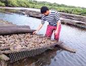 Parceria Sebrae e Oceanus beneficia produtores de ostras de quatro cidades do litoral alagoano