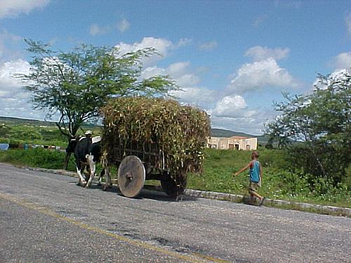 Pequeno agricultor transportando feijão em Olho D'Água do Casado, sertão de Alagoas