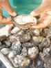 Comunidade da Palatéia é a maior produtora de ostras no Estado