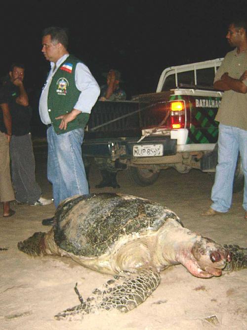 A tartaruga de aproximadamente 150kg chamou a atenção de quem passava pela praia de Jatiúca