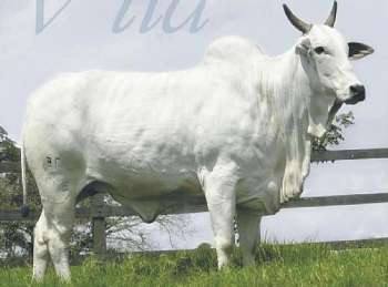 Vaca Vila Barros Correia é um dos destaques do remate