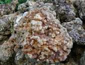 Corais e outros invertebrados apreendidos pelo Instituto do Meio Ambiente