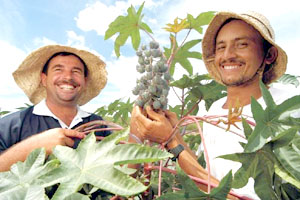 Plantação de mamona gera renda em Alagoas