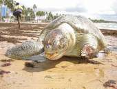 Tartaruga marinha foi encontrada morta na Ponta Verde