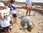 Curiosos observam tartaruga na praia de Ponta Verde