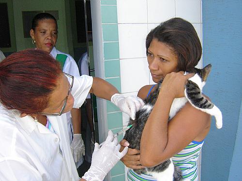 Donos de animais têm até às 17h para vacinar