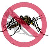 Mosquito Aedes aegypti transmissor da Dengue