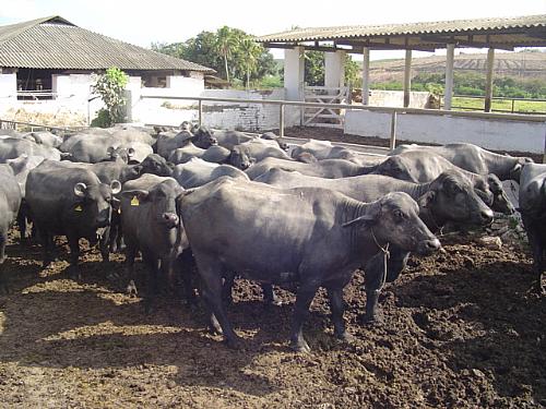Criação de búfalos recebe o apoio do Banco do Nordeste