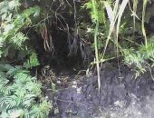 Local onde o corpo de Alyne Karlla, 14, foi encontrado, na Fazeda Madeira, em Teotônio Vilela