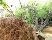 Árvore cai e impede que moradores saiam de casa na Jatiúca
