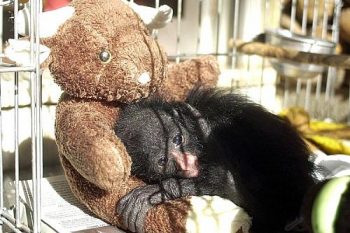 Macaco agarrado a bicho de pelúcia: mãe artificial