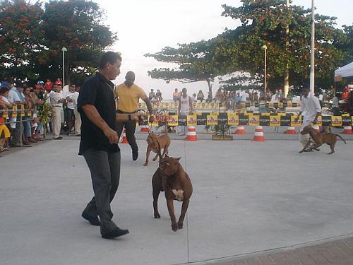Cães de todo mundo participa da exposição em Maceió