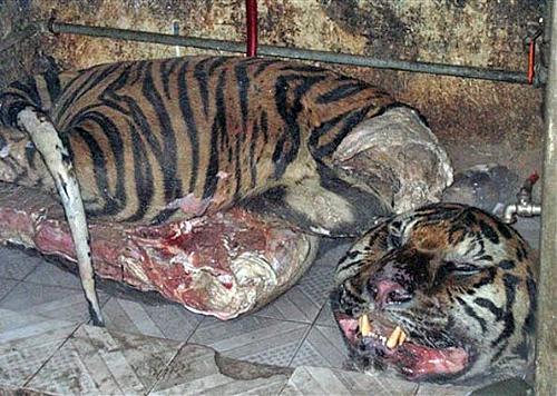 Imagem do segundo tigre encontrado em congelador em residência no Vietnã