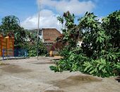 Árvore de mais de 40 anos cai e assusta moradores de Cruz das Almas