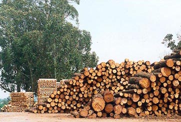 Peroba e outras madeiras de lei estão proibidas para comercialização
