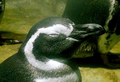 Pingüins foram encontrados no litoral de alagoas
