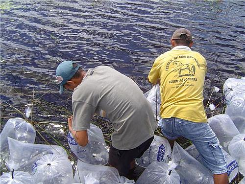 400 mil alevinos foram distribuídos nas lagoas de Piaçabuçu