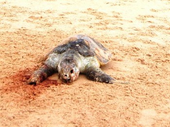 Tartaruga marinha encontrada morta na orla de Maceió