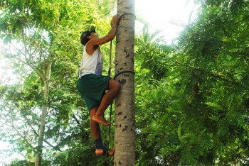 Capacitação é voltada para os “subidores” de coqueiro, que são os trabalhadores que sobem nas árvores para colher os frutos