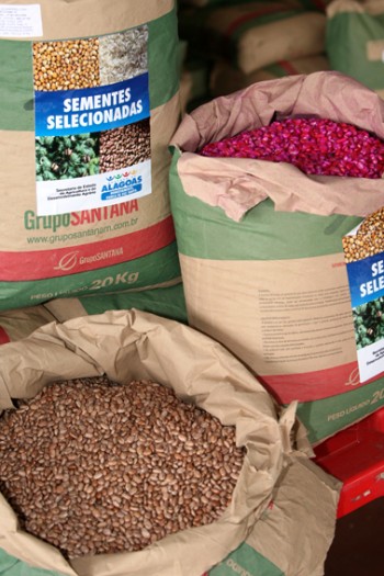 Sementes de milho, feijão, arroz, mamona, algodão e sorgo estão inseridas no programa do governo