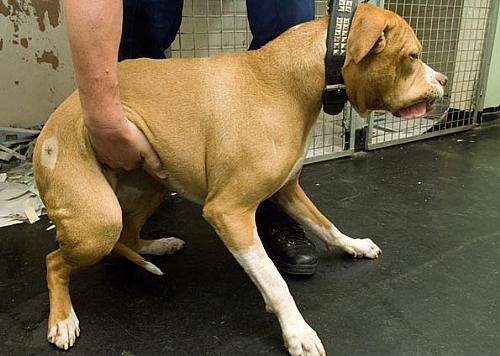 O cão cujo DNA foi usado para elucidar o crime