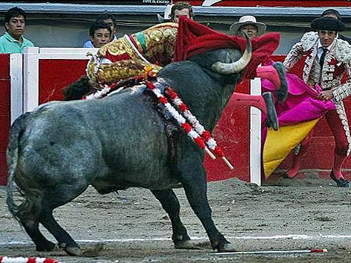 Touro atinge toureiro espanhol José Tomás, durante exibição no México