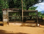 BPA apreendeu animais em bar na zona rural de Palmeira dos Índios