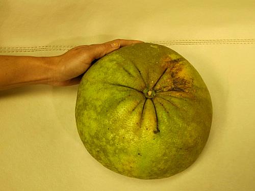 Pomelo pesa cerca de dois quilos e 25 centímetros de diâmetro