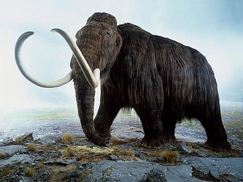 A extinção dos mamutes pode ter causado mudanças na vegetação