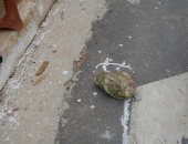 Uma das pedras usada na agressão