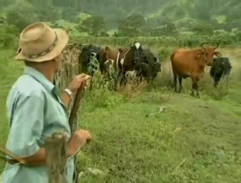 Pequeno agricultor de Viçosa, Paulo de Lima perdeu 11 das 60 cabeças de gado na enchente