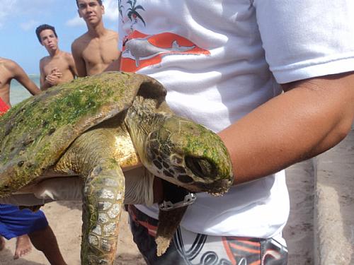 Tartaruga foi encontrada na Praia da Pajuçara