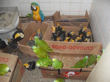 Pássaros silvestres foram apreendidos em pousada em Mato Grosso do Sul