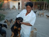 Cães são recolhidos e cuidados por Cilene Ferreira
