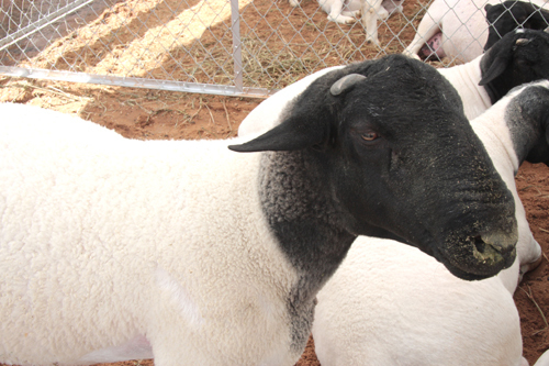 Programa tem como principal objetivo aumentar e melhorar o rebanho de ovinos e caprinos do Estado