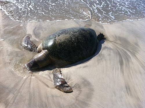 Tartaruga marinha é encontrada na praia de Porto da Rua