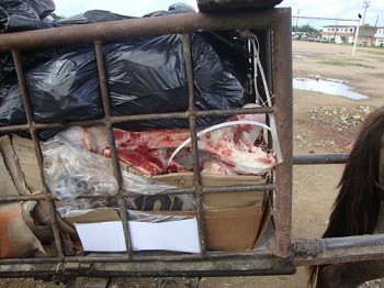 Fiscais flagraram descarte irregularde restos de animais