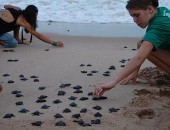 Instituto realiza soltura de tartarugas marinhas