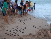 Instituto realiza soltura de tartarugas marinhas