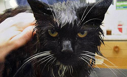 Após ser cozido no microondas, gato sofreu várias lesões