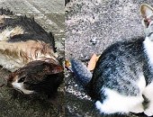 O gato de dona Luzinete foi encontrado morto esta manhã