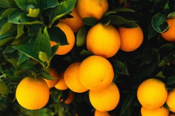 Alagoas é o maior produtor de laranja lima do Brasil
