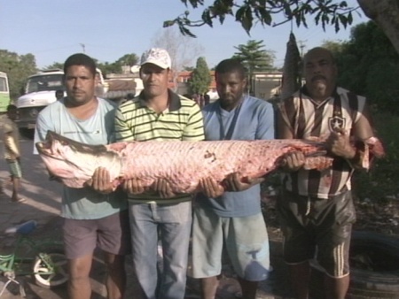 Peixe que pesava mais de 70 kg, pode ser um Pirarucu.