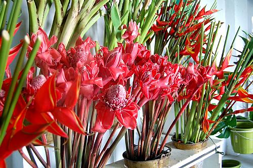 Alagoas é destaque na produção de flores tropicais - Alagoas 24 Horas:  Líder em Notícias On-line de Alagoas