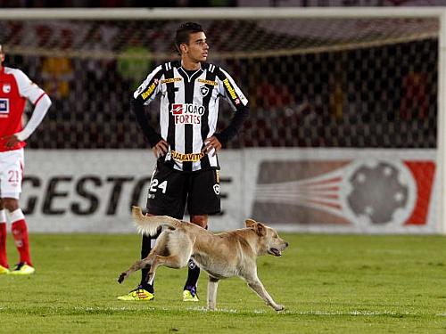 Botafogo foi humilhado na Sul-Americana
