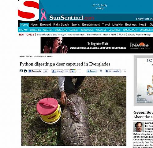 Imagem feita pelas autoridades e publicada na imprensa local mostra a cobra que engoliu o veado