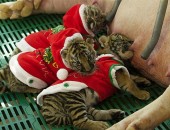Pequenos felinos ganharam fantasia natalina.