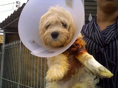 A cachorra foi avaliada por veterinários da Unesp e passará por cirurgia